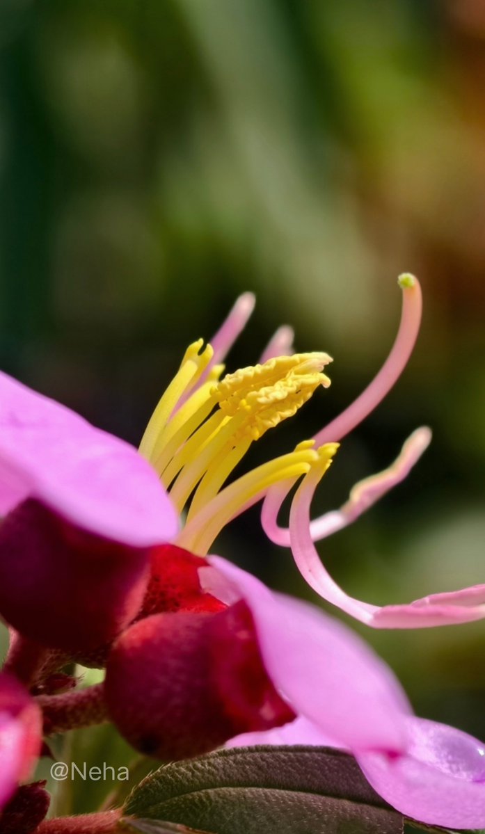 𝒩ℯ𝒽𝒶 tweet media