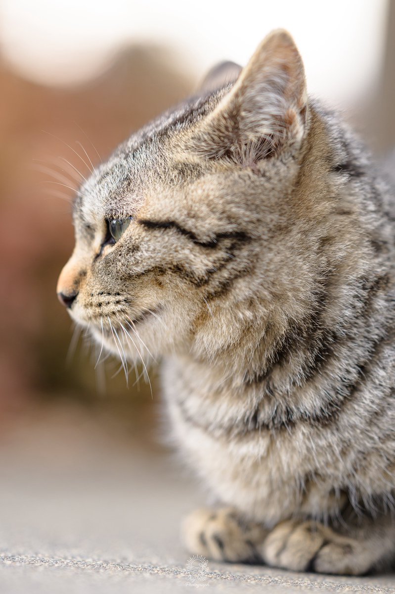 きょーへー tweet media