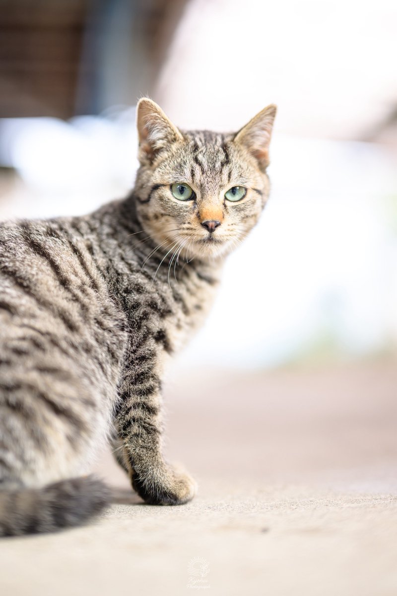 きょーへー tweet media