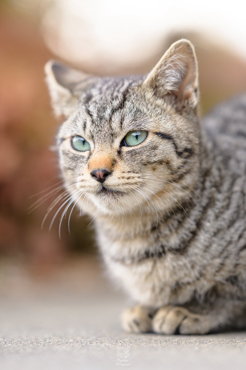 きょーへー tweet media