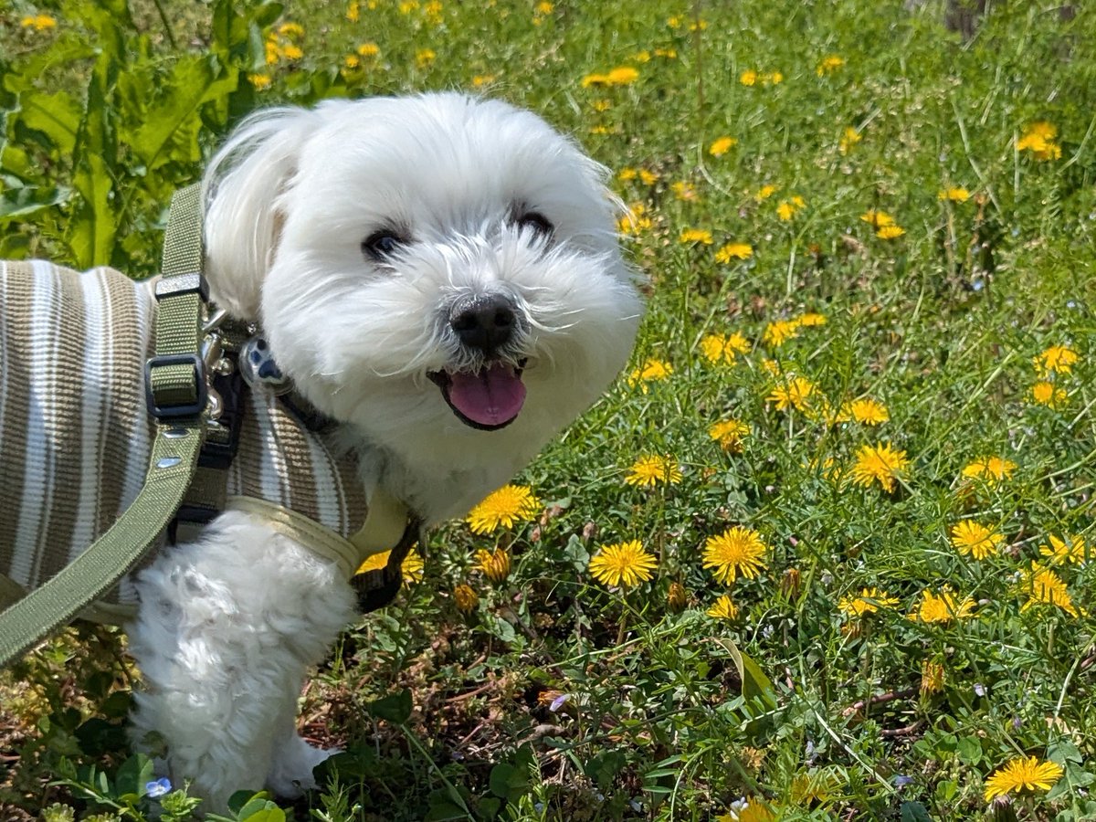 マルチーズ太郎🐾可愛いっちゃけん tweet media