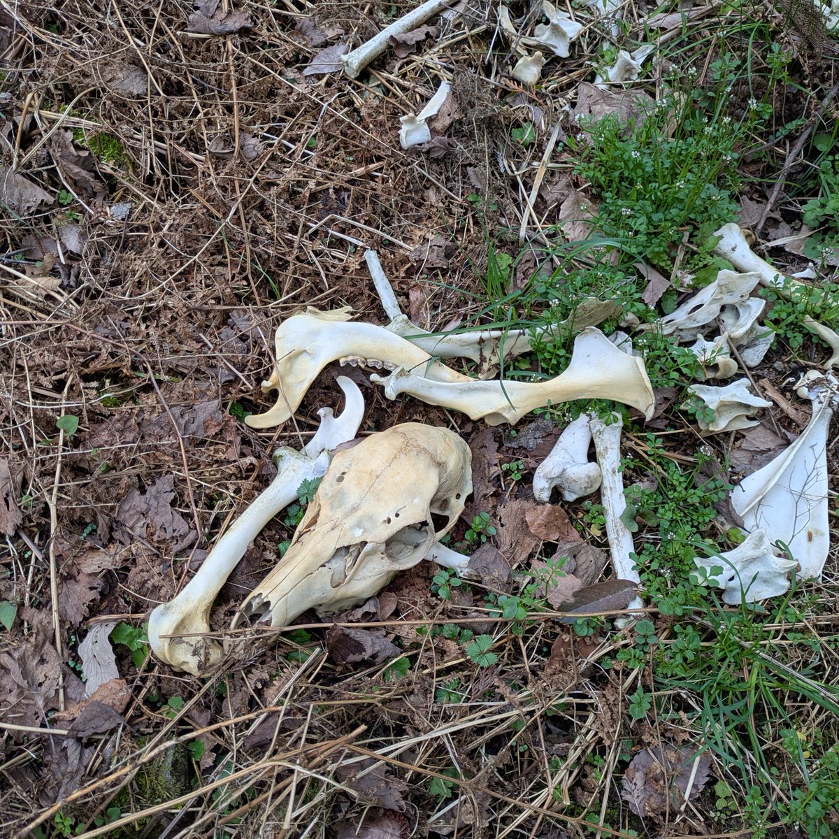 湖畔ノ森 tweet media