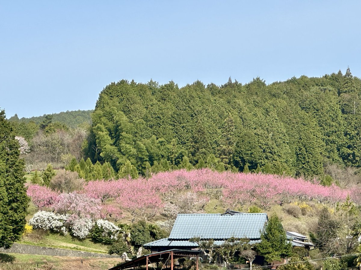 【世界遺産】丹生都比売神社 tweet media