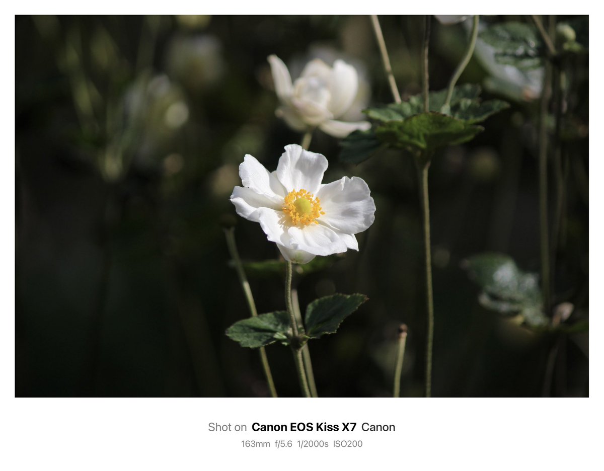 𝙆𝙄𝙍𝙄 (@suzyiesi2) on Twitter photo 