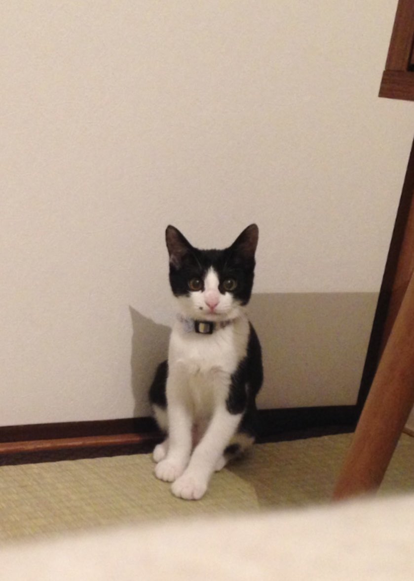 gyunyuya tweet media