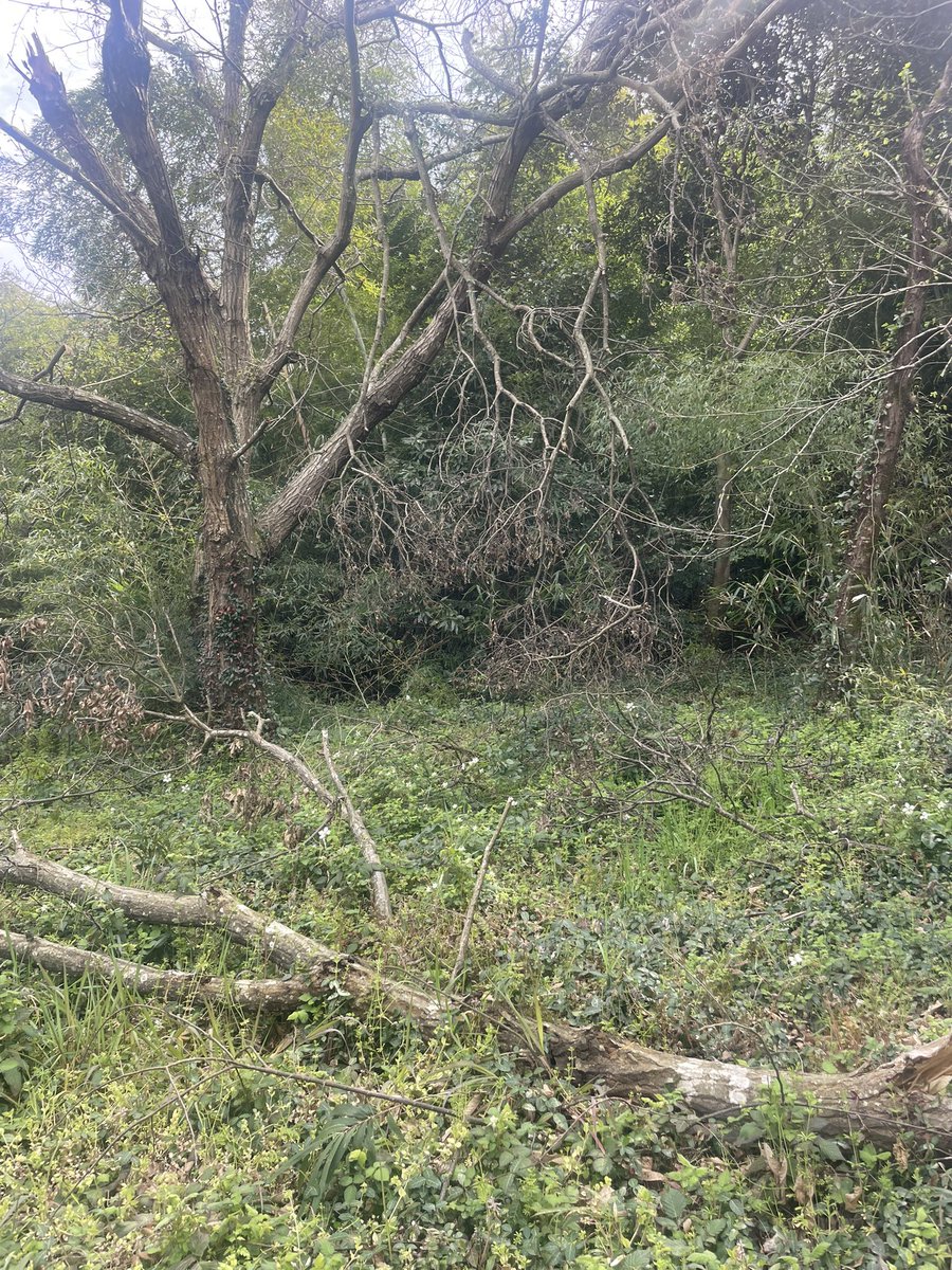 DynamicPapa tweet media