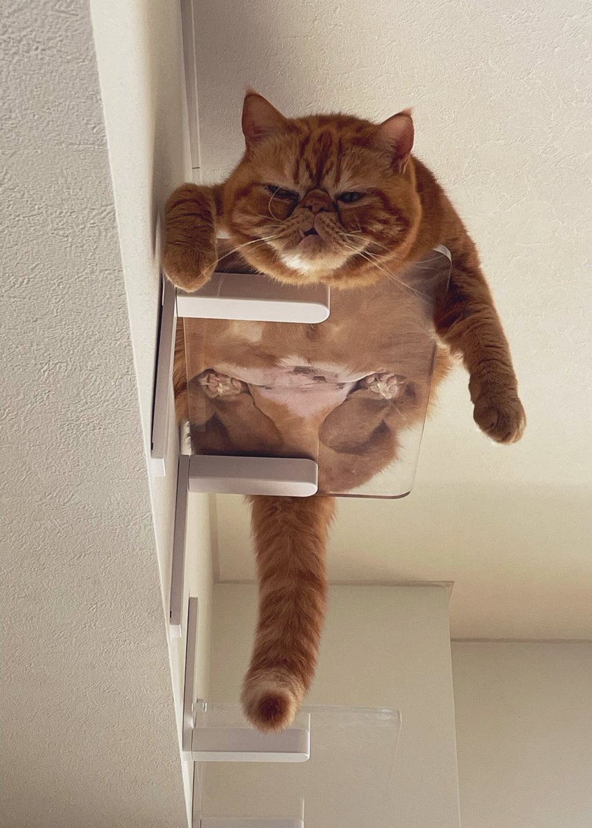 猫太郎と光太郎赤の他人エキゾ兄弟 tweet media