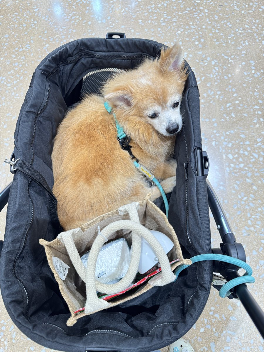 —w/nurse ✿‧⁺◟ tweet media