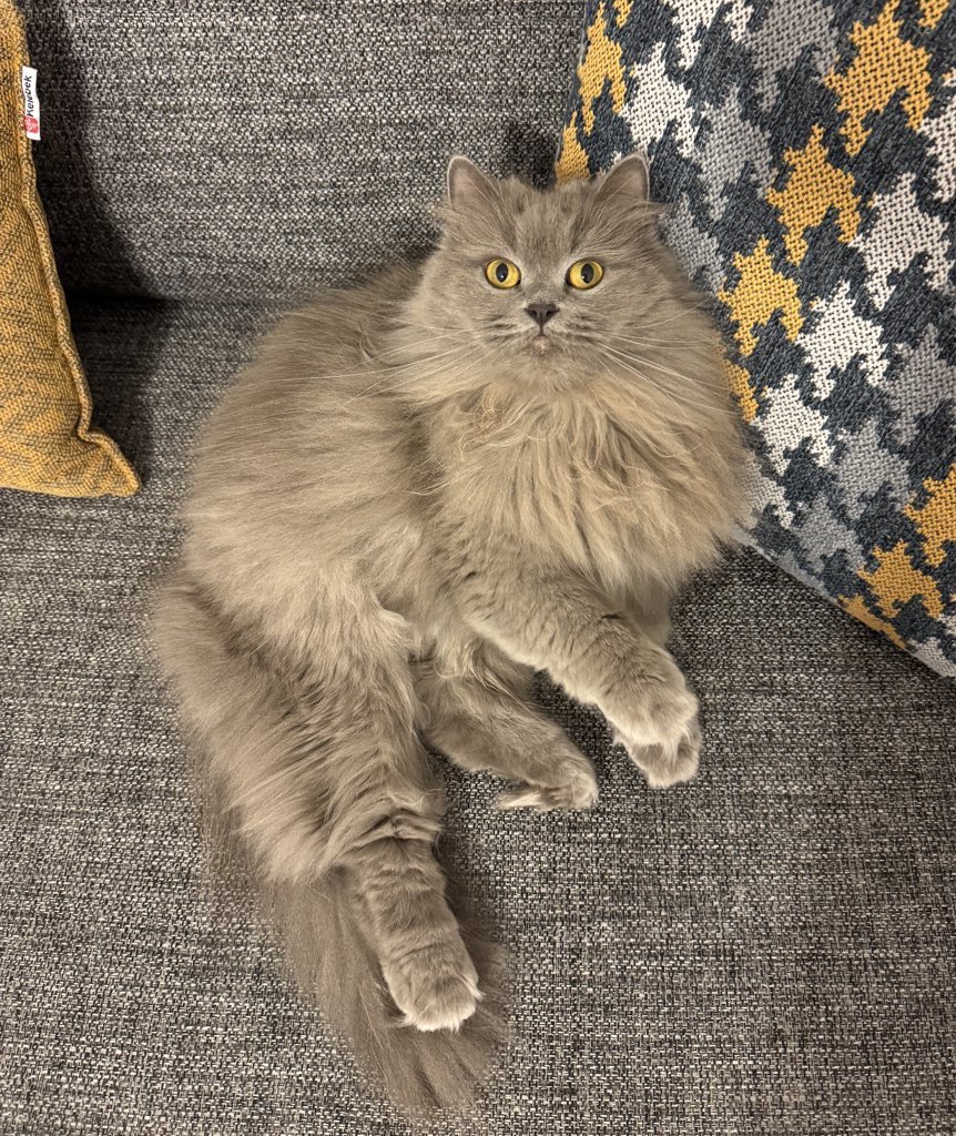 Kedili Kalpler tweet media