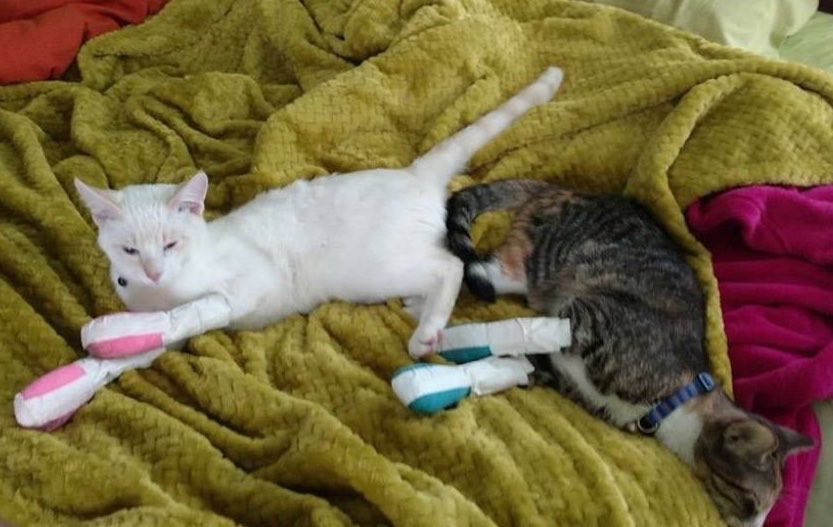 Cassandra🐾Wants🐾Claws tweet media