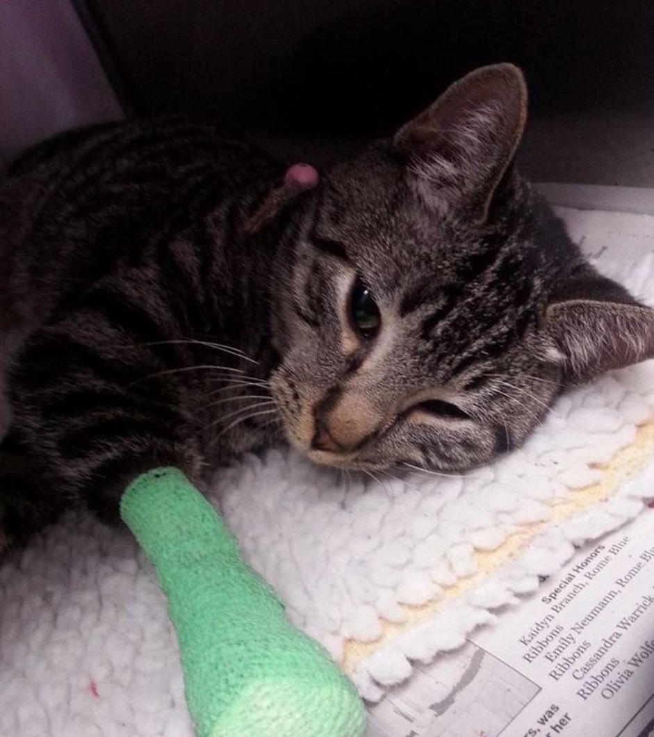 Cassandra🐾Wants🐾Claws tweet media