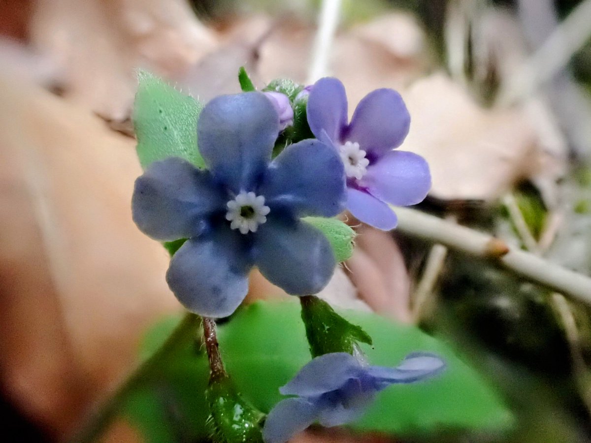 もっちー🍄🌿 tweet media