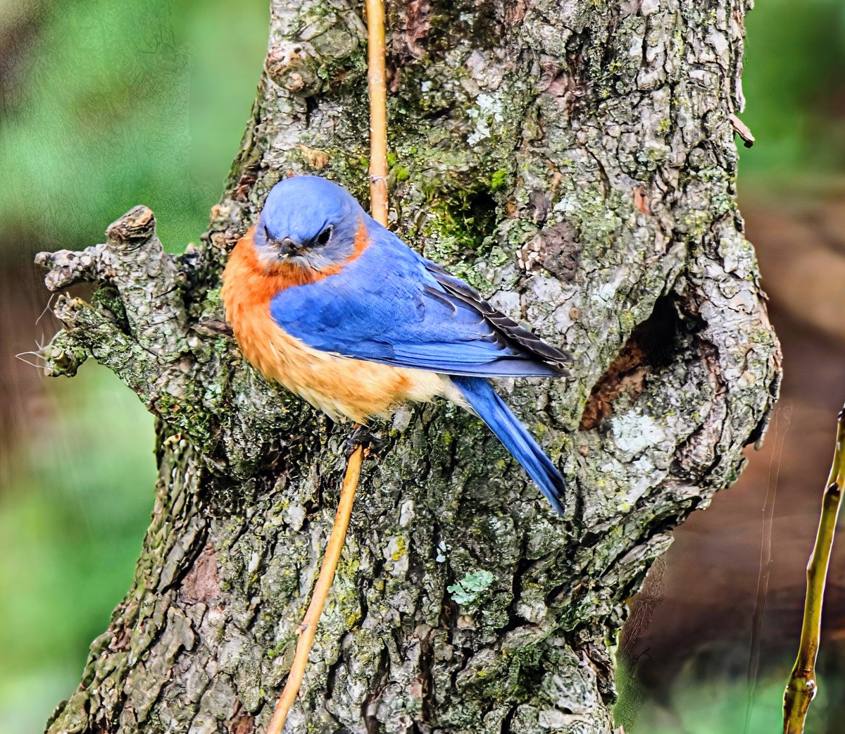 PrayerfulMantis's tweet image. Eastern Bluebird.
#bird 
#BlueMonday