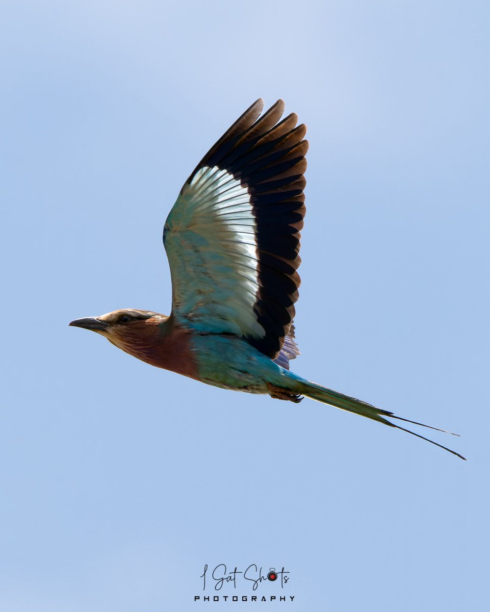 Gateru's tweet photo. Lilac-breasted Roller 📸 Kakuzi https://t.co/tfsXq05GVG