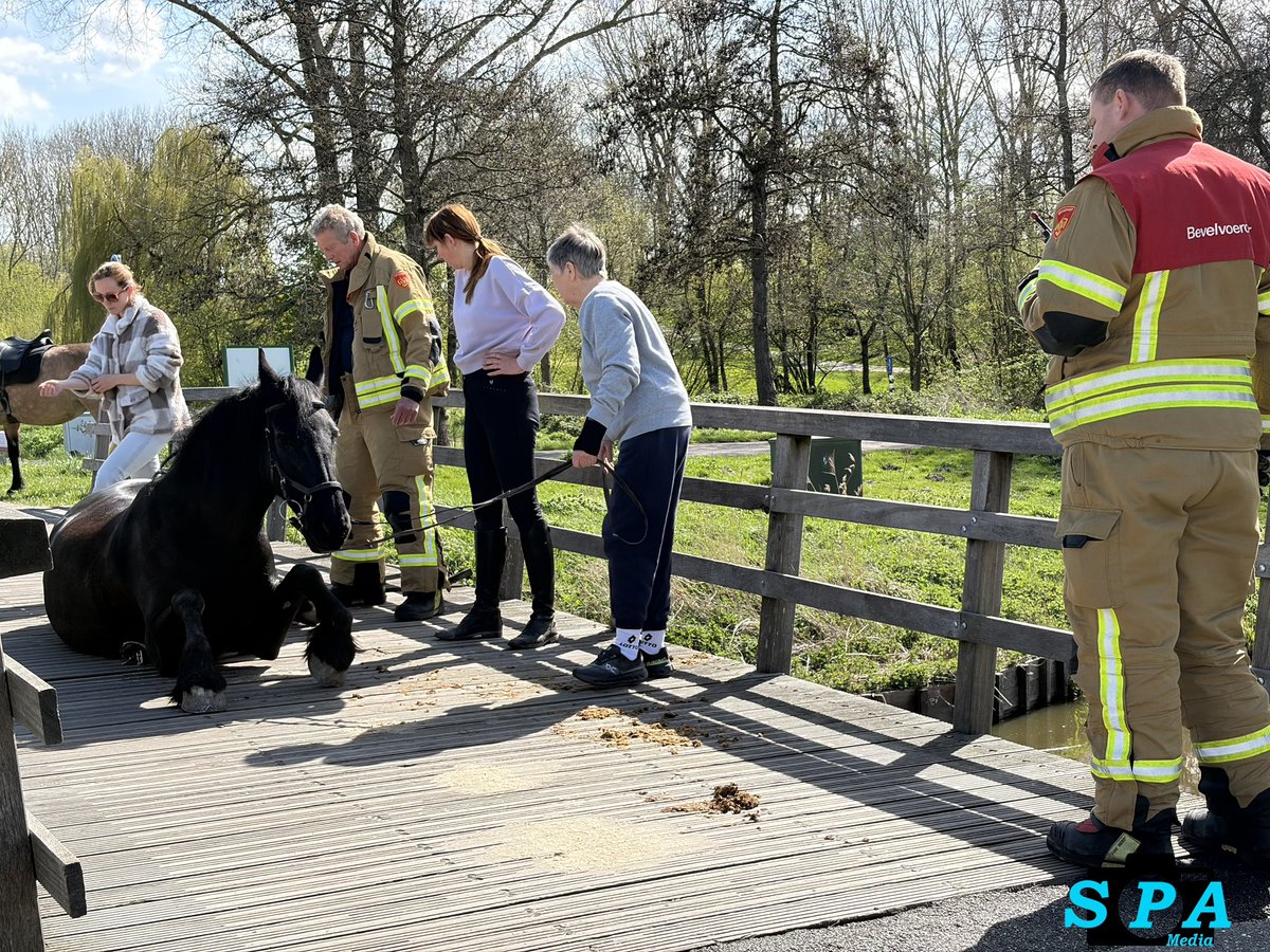 Paard vast in bruggat aan de Hoeksekade