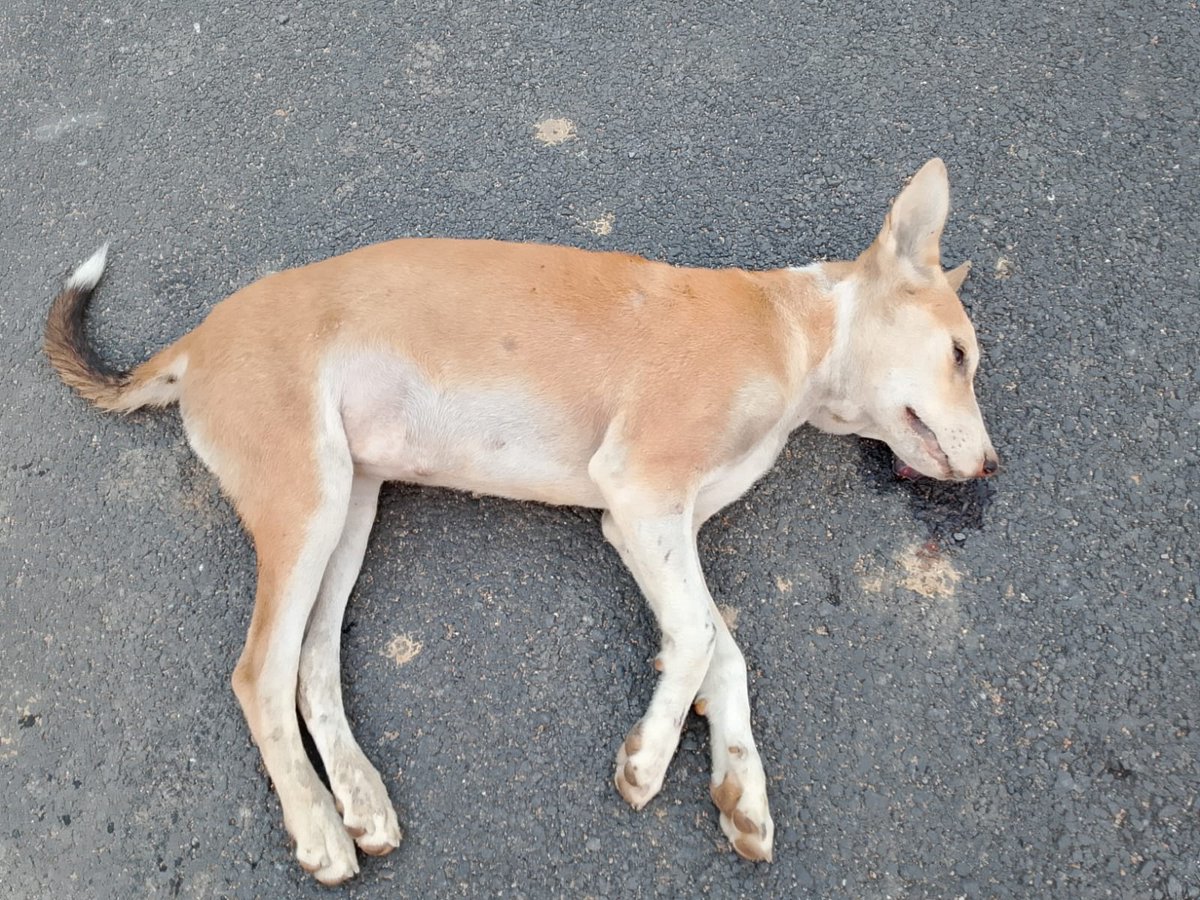 ANMLDFR's tweet photo. It has come to light through reports circulating on the internet that several dogs on the @iim_sambalpur campus have been injured, with a few sustaining serious injuries.

@odisha_police @DGP_Odisha
We kindly urge the authorities to investigate this matter promptly and take all necessary humane steps to ensure the well-being and safety of the animals on campus, in line with animal welfare laws and the values of a progressive society.

Animal cruelty has no place in our educational campuses.

Director’s Office:
+91 70644 10810
directoroffice@iimsambalpur.ac.in
#StopAnimalCruelty #AnimalWelfare 
#IIMSambalpur