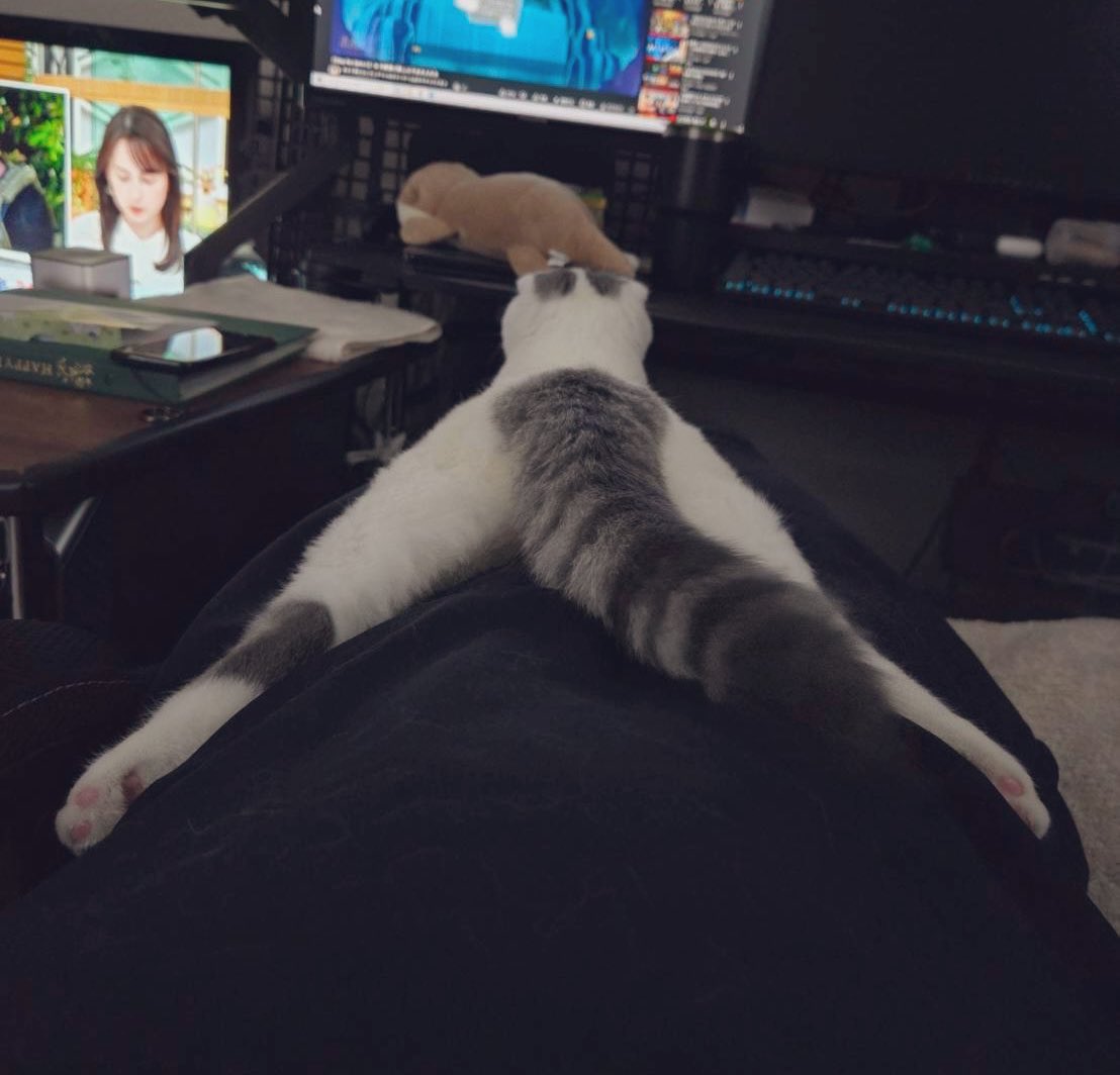 aosusu's tweet photo. セクシーキャッツ！ https://t.co/2iwf3t3drv