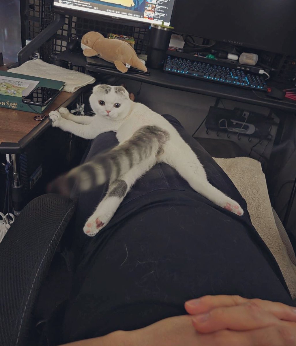 aosusu's tweet photo. セクシーキャッツ！ https://t.co/2iwf3t3drv