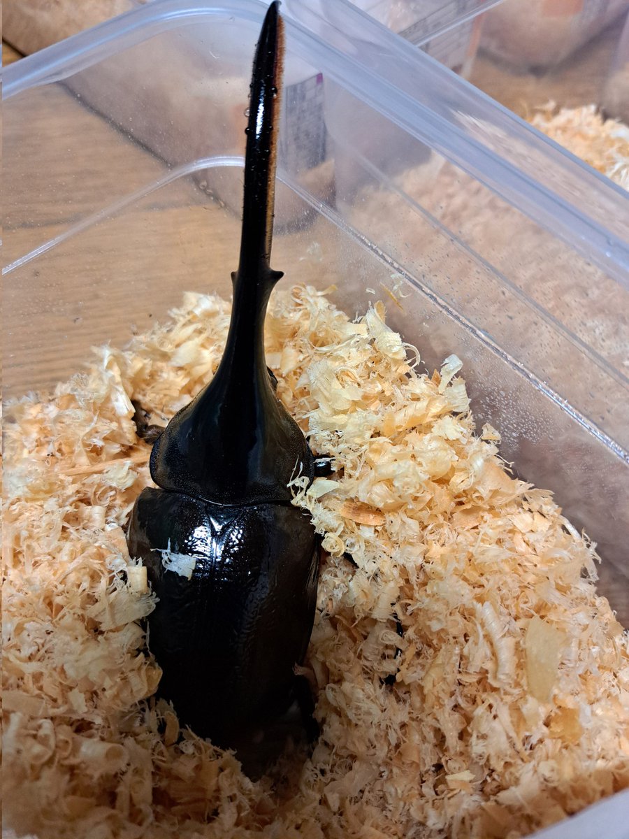 くりさん tweet media