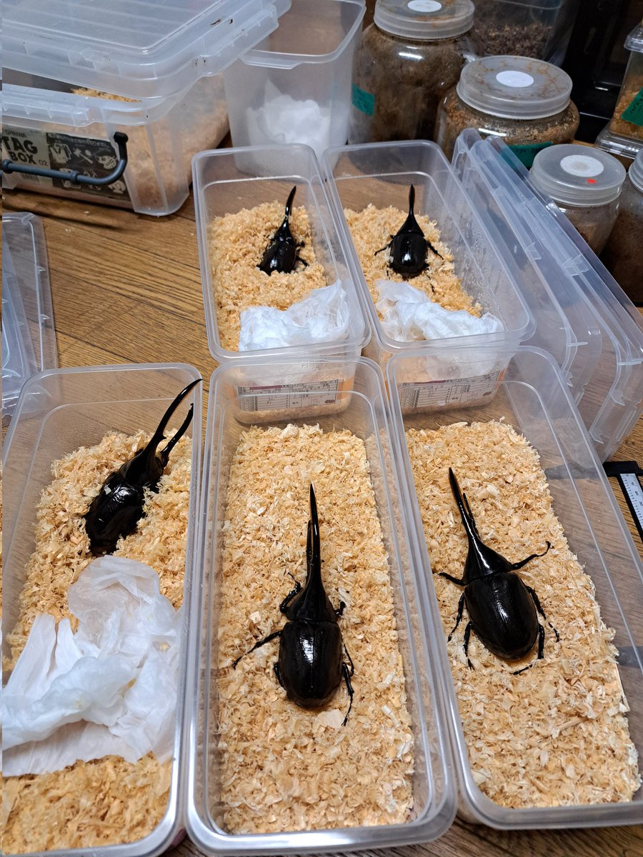 くりさん tweet media