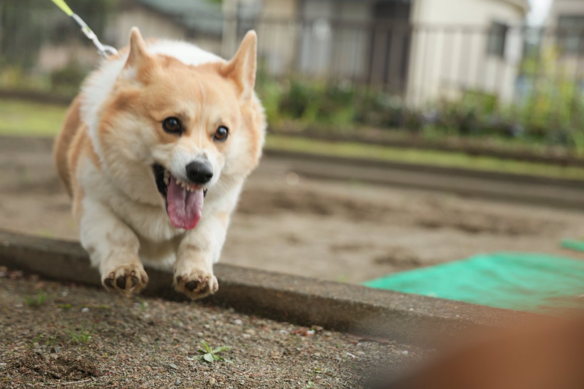 okoge_cogi's tweet image. #コーギー #corgi