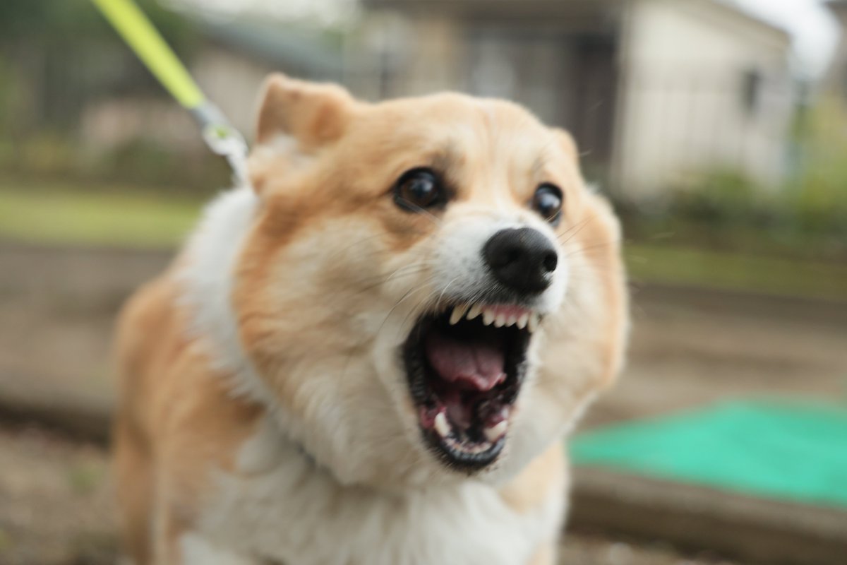 okoge_cogi's tweet image. #コーギー #corgi