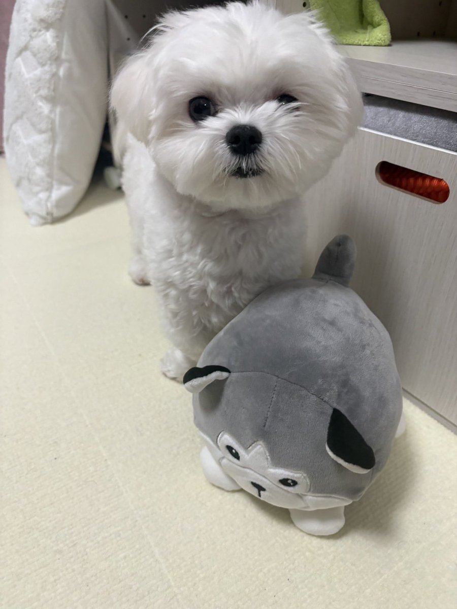 モコ (@moco_maltese) / Posts / X