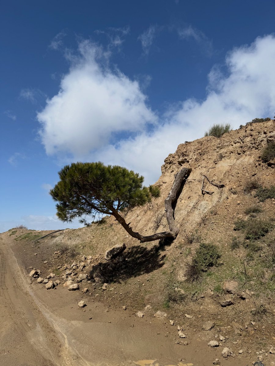 aabdelkhalek's tweet photo. No one asks where the pine tree would rise, under normal conditions. 
Lebanese resilience: bend, adapt, survive in a system that keeps collapsing beneath you. Admired, of course. Fixed? Never. Someday, maybe. 🤔 
#Lebanon #Resilience #Nature https://t.co/nXWhqQktHi