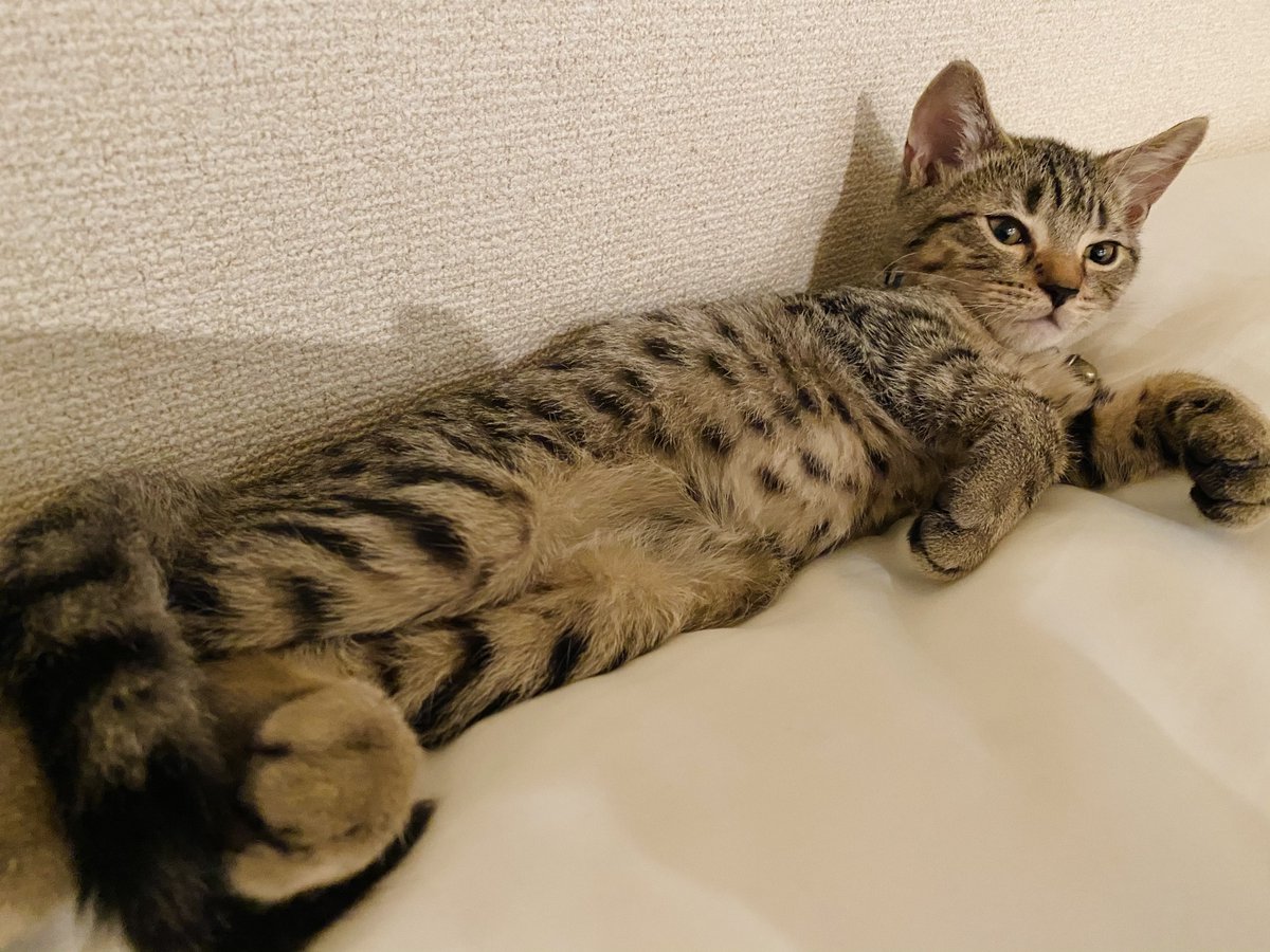 メルぞう「お腹におできみたいな膨らみがあるんですけど…🥺」

先生「へそですね」