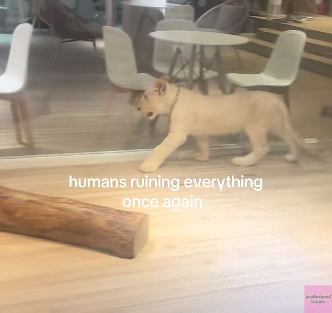 YAPPINGFESS tweet media