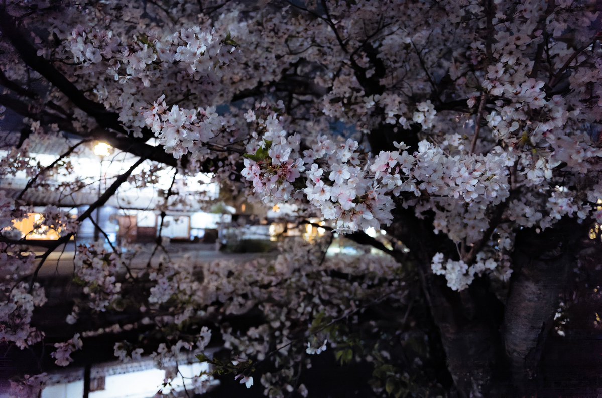 Sakura(作楽) tweet media