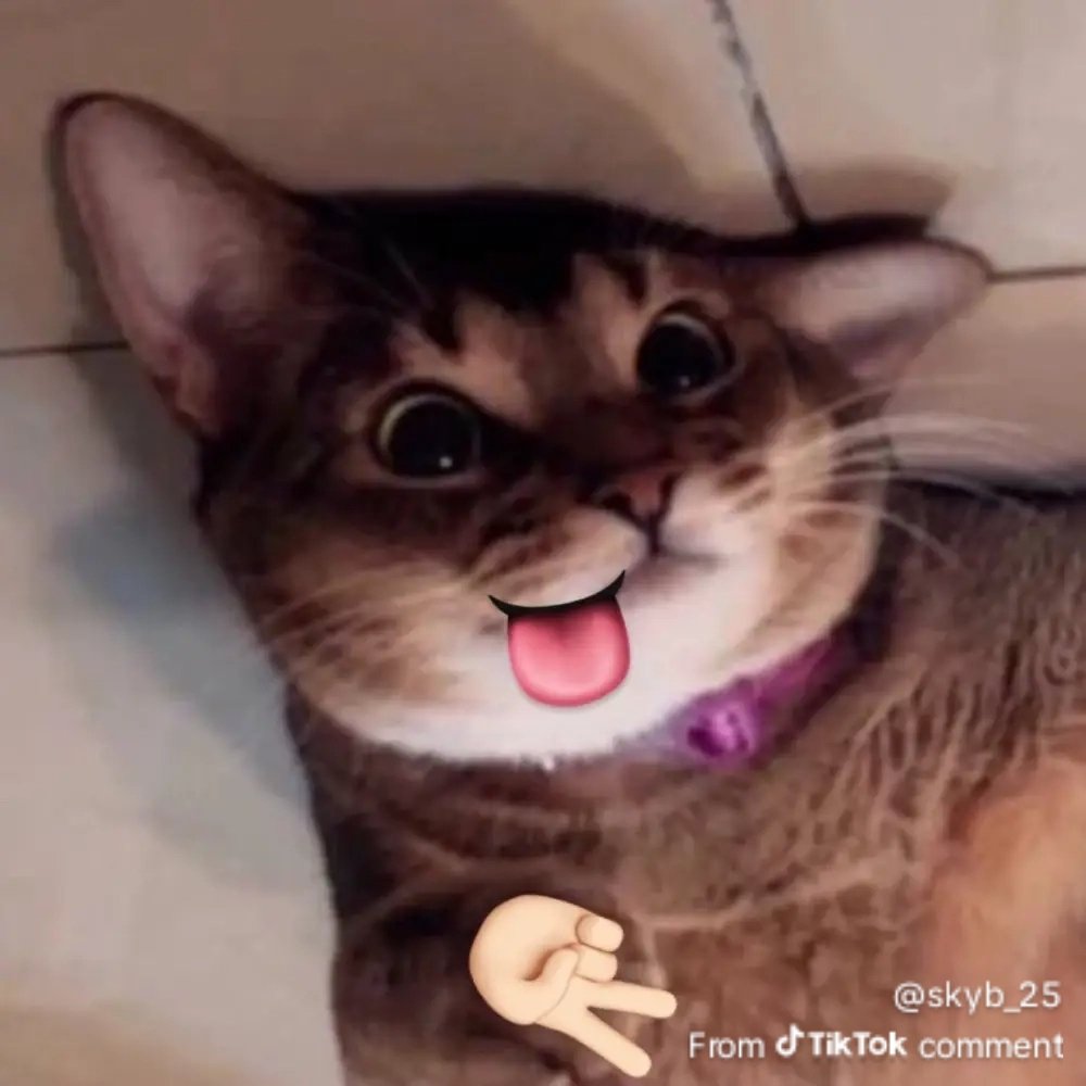 ten.1001laos tweet media