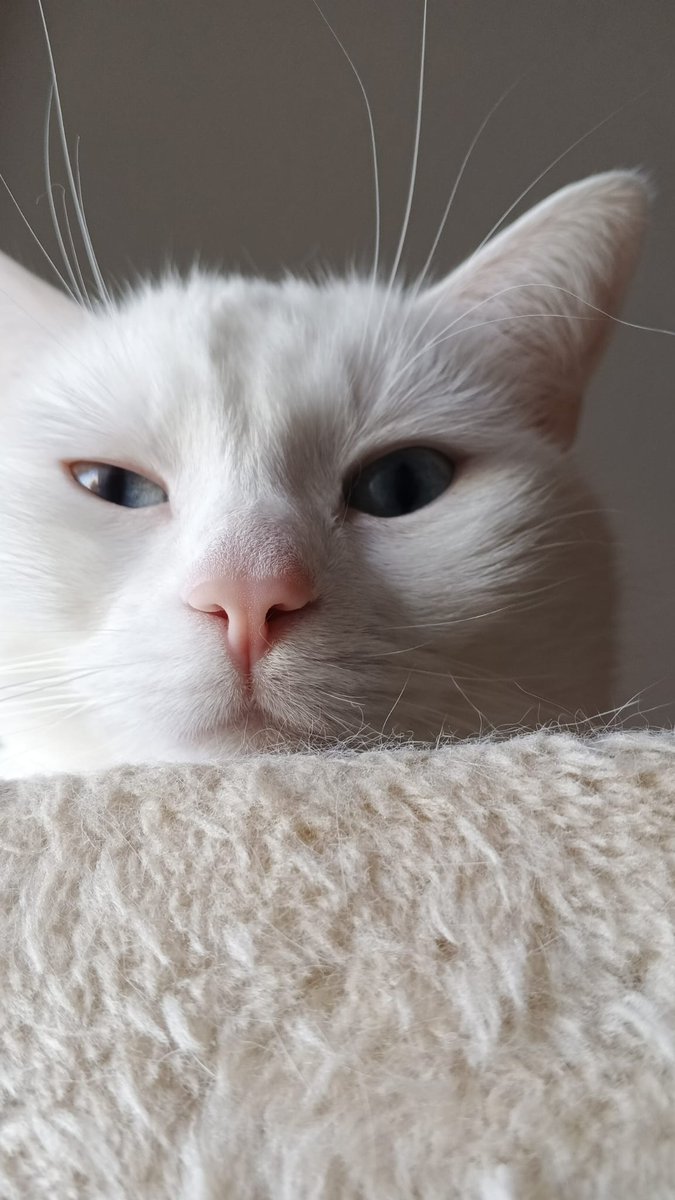 HoliChili's tweet image. Okey binches, Chili wants to start a gang, who wants to be a member?? #gang #catsoftwitter