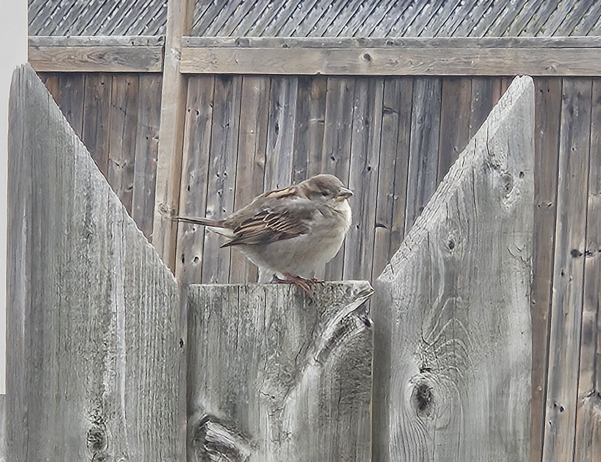 This bird hung out with me while I smoked a cigarette and immediately left when I was done. 

I've named it Johnny Sack
