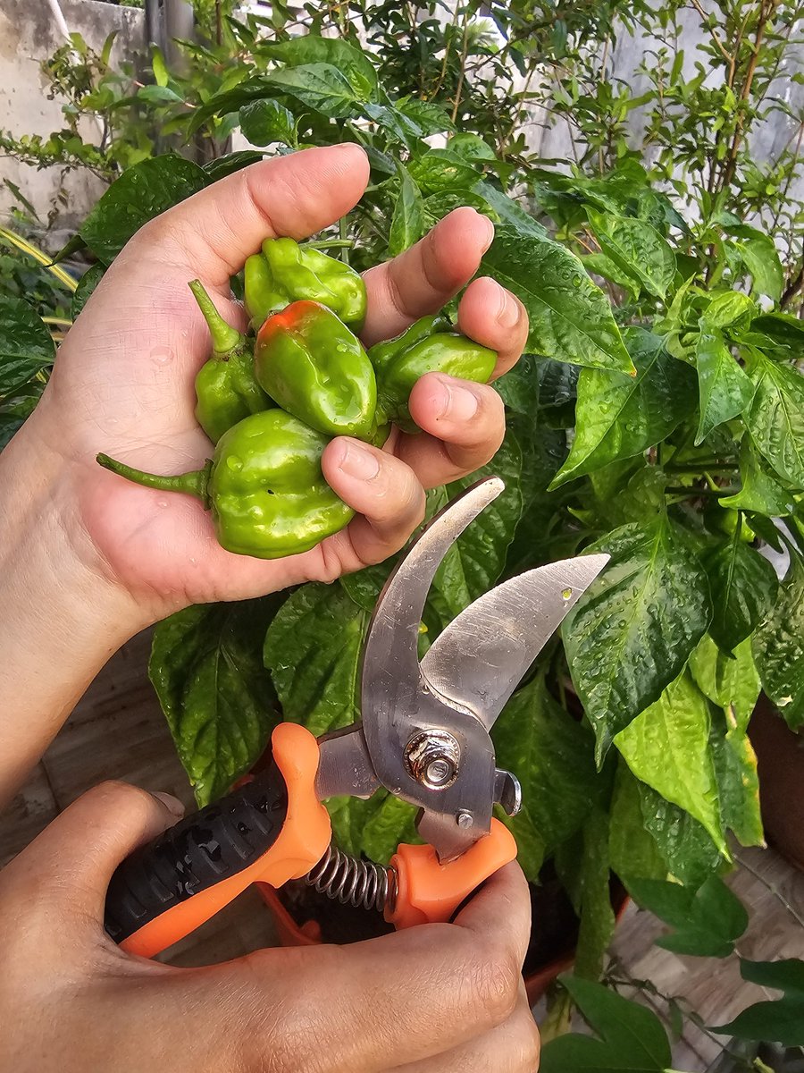 //Sub/Corpus tweet media