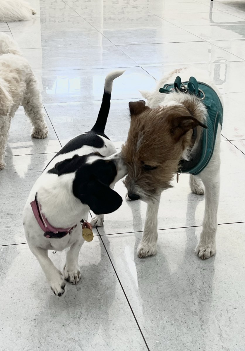 gandsdogcare's tweet image. Kisses for Bug from Flower 🐛🌸😘
#islington #london #northlondon #barnsbury #canonbury #angel #kingscross #holloway #highbury #dogdaycare #doggiedaycare #doggydaycare #parsonrussellterrier #terrier #dachshundmix #jackrussellterriermix #mutt #mixedbreed #kisses