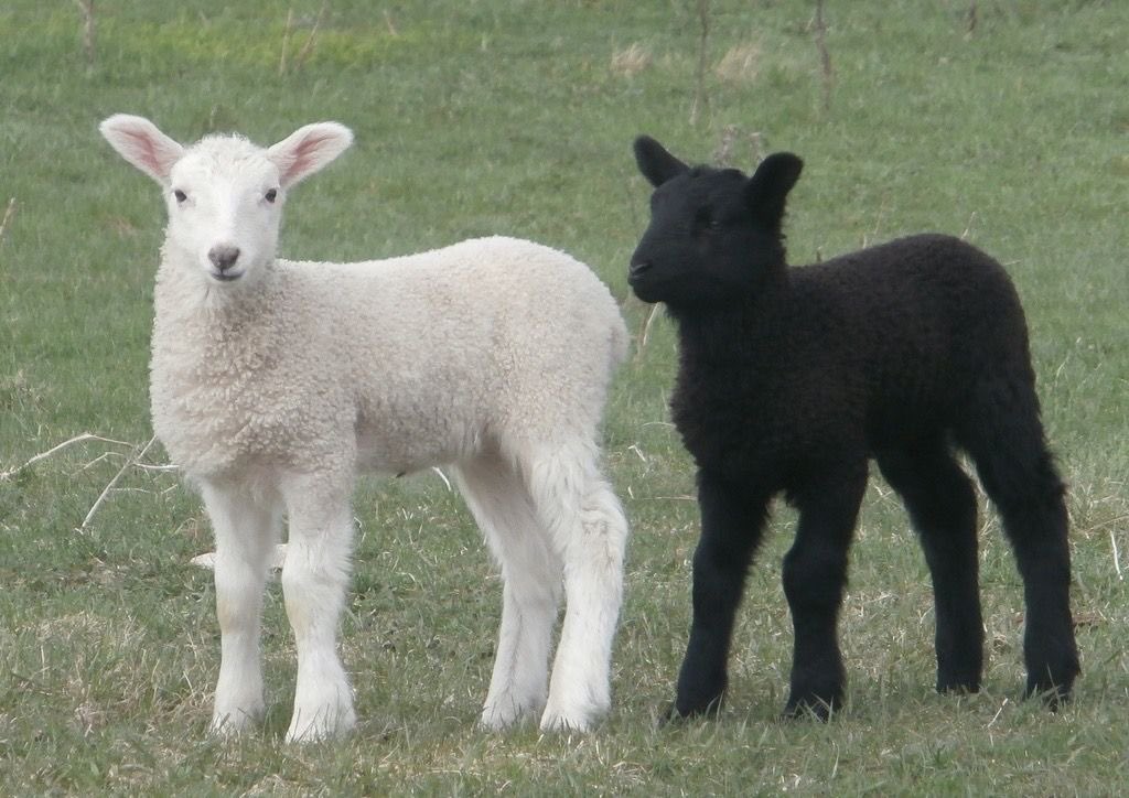 ݁ ˖Ი𐑼 p. tuna .ᐟ ㆍcandyheart ceo tweet media