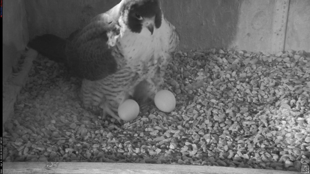 Rfalconcam's tweet image. Nova and Corazon’s 3rd Egg Has Arrived! 4/6/26 dlvr.it/TRv20R #ROC #Peregrine #falcon