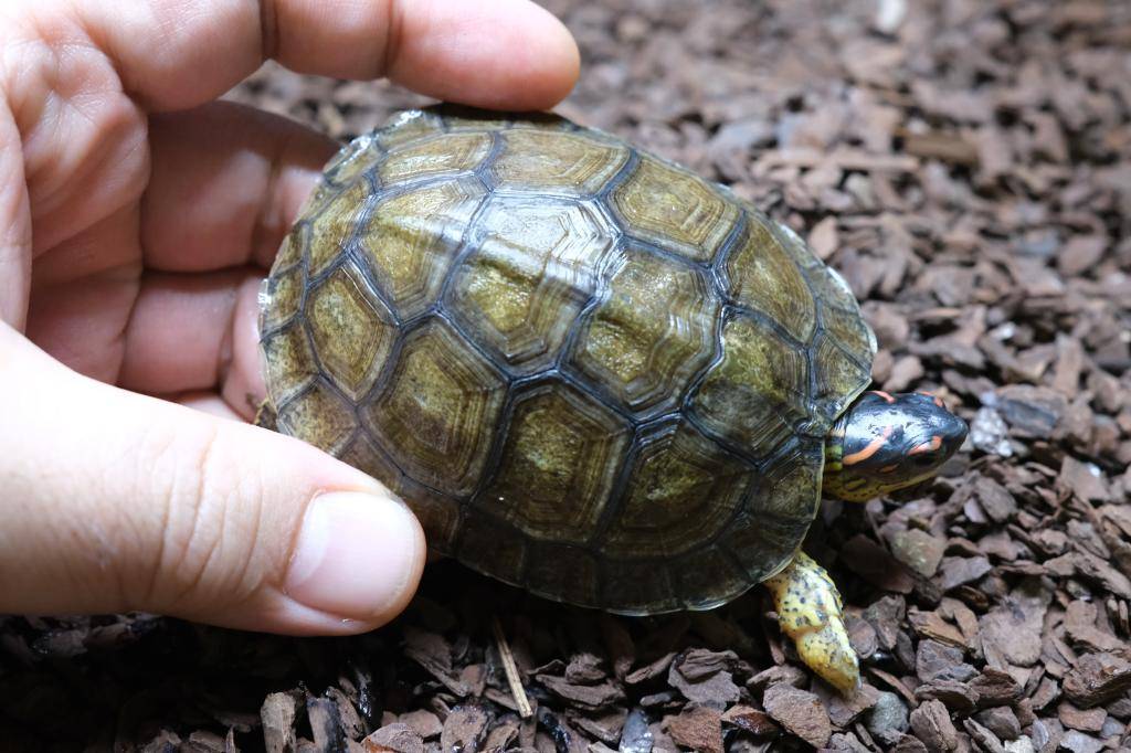 爬虫類ショップ アライブ(aLiVe) tweet media