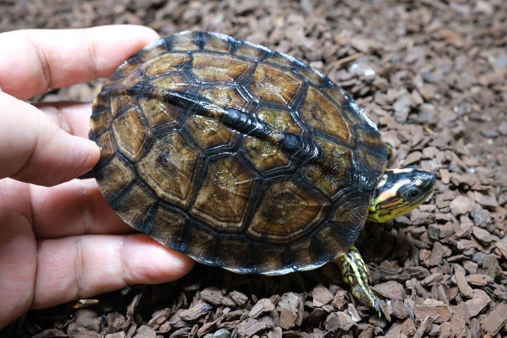 爬虫類ショップ アライブ(aLiVe) tweet media