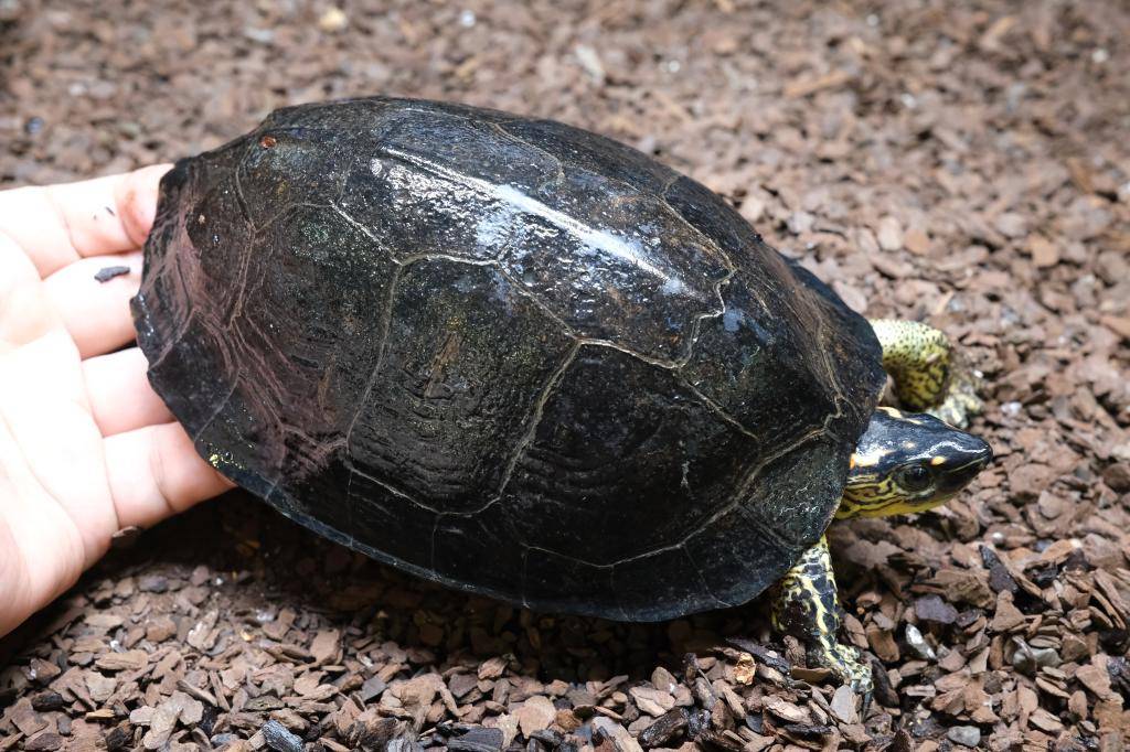 爬虫類ショップ アライブ(aLiVe) tweet media