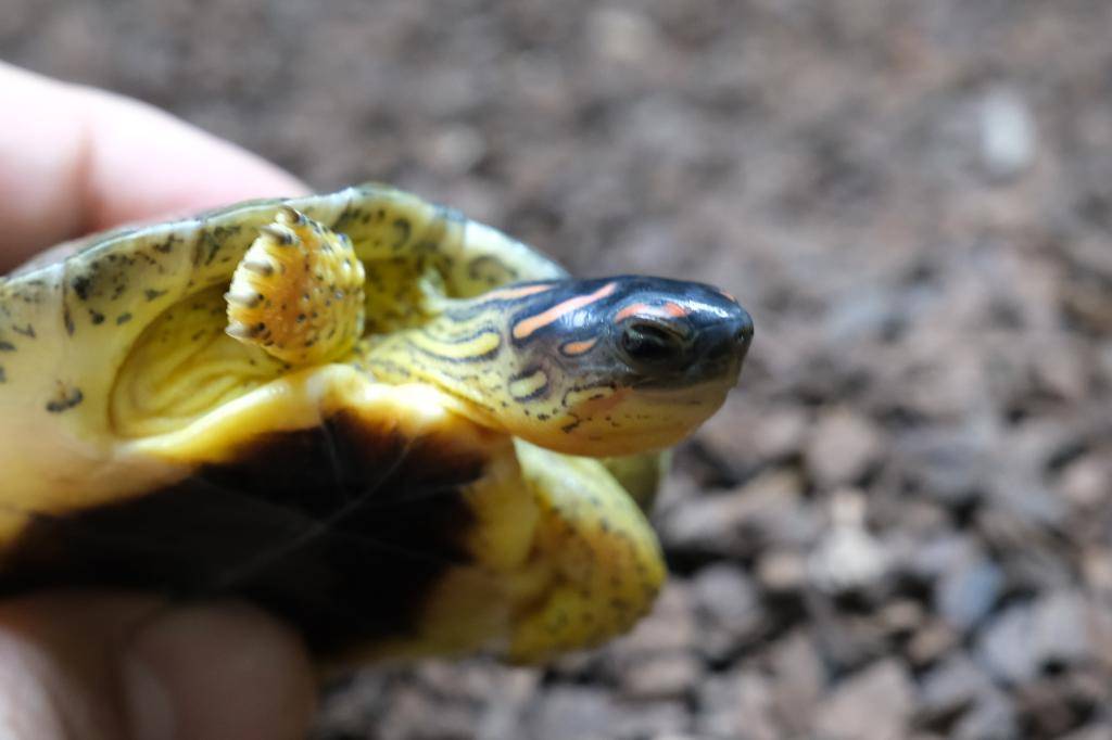 爬虫類ショップ アライブ(aLiVe) tweet media