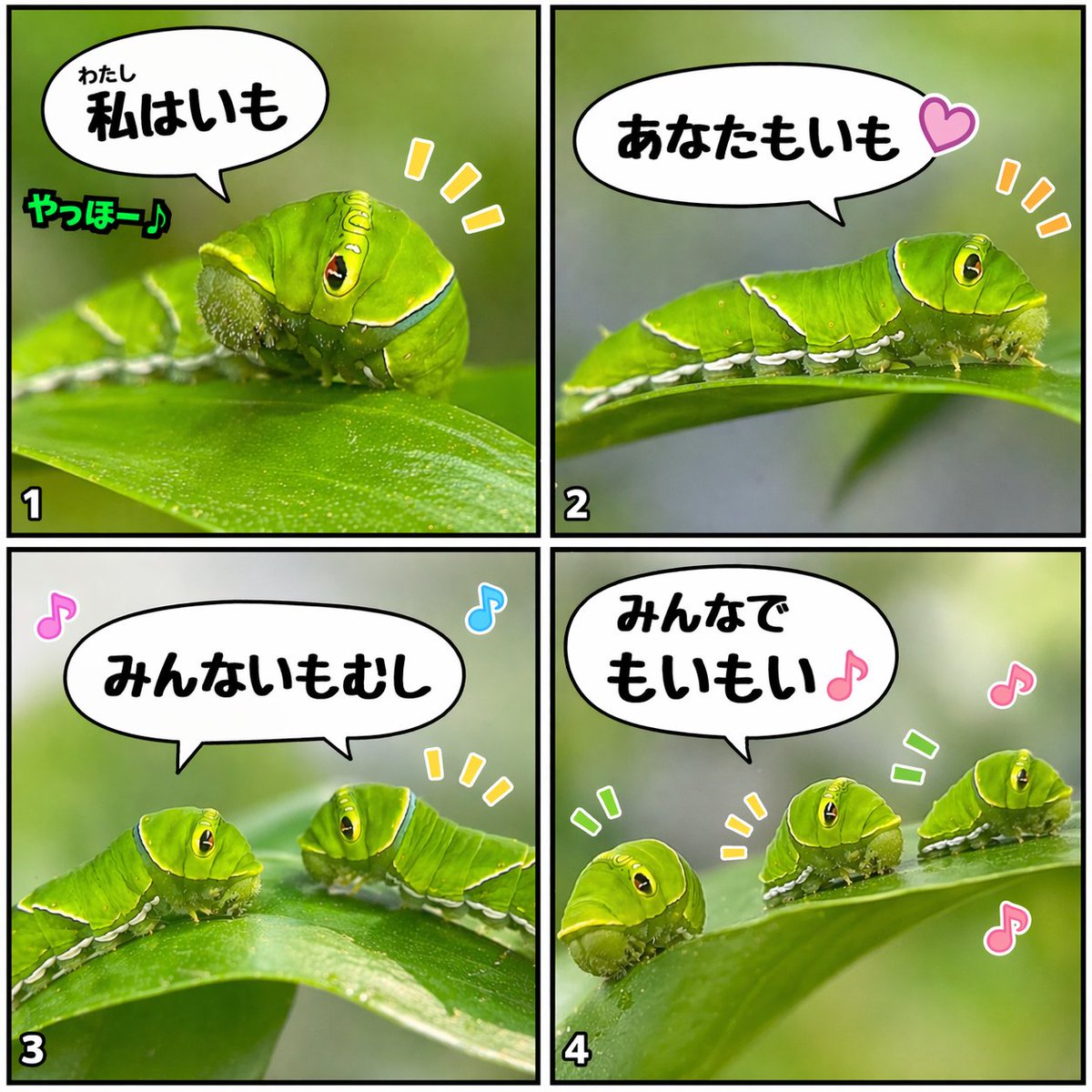 アゲハ蝶&幼虫ふにふに by Takumi tweet media