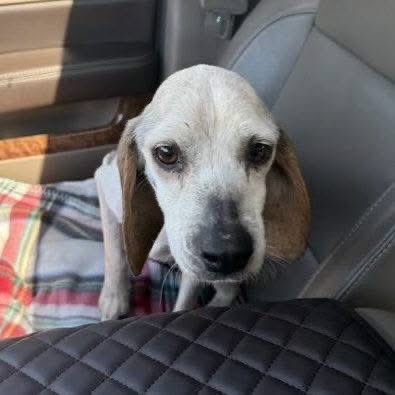 TriBeagles tweet media