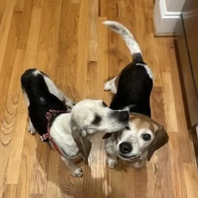 TriBeagles tweet media