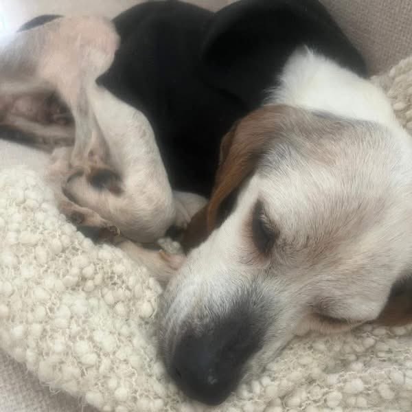 TriBeagles tweet media