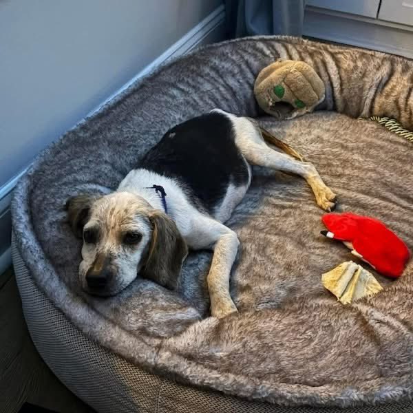 TriBeagles tweet media