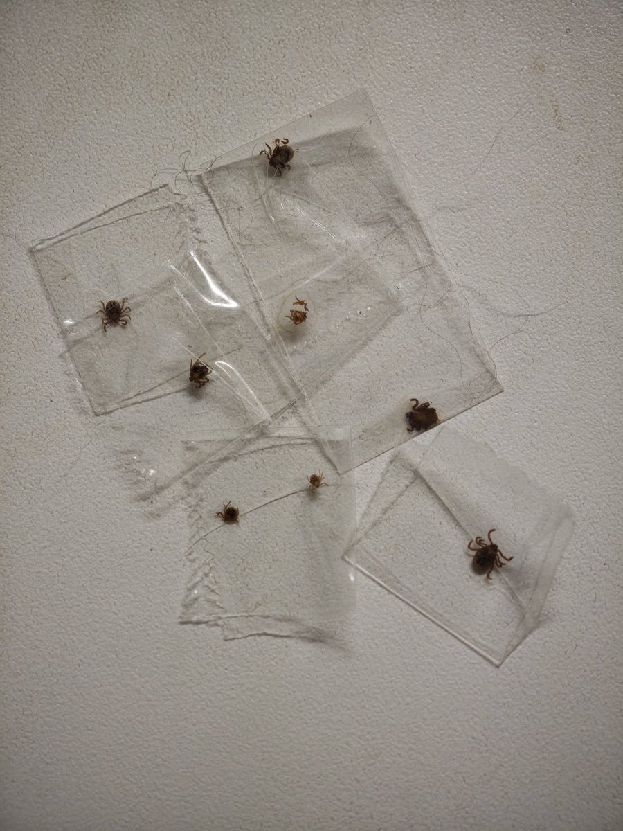 Haruyoshi KAWAI (text) tweet media