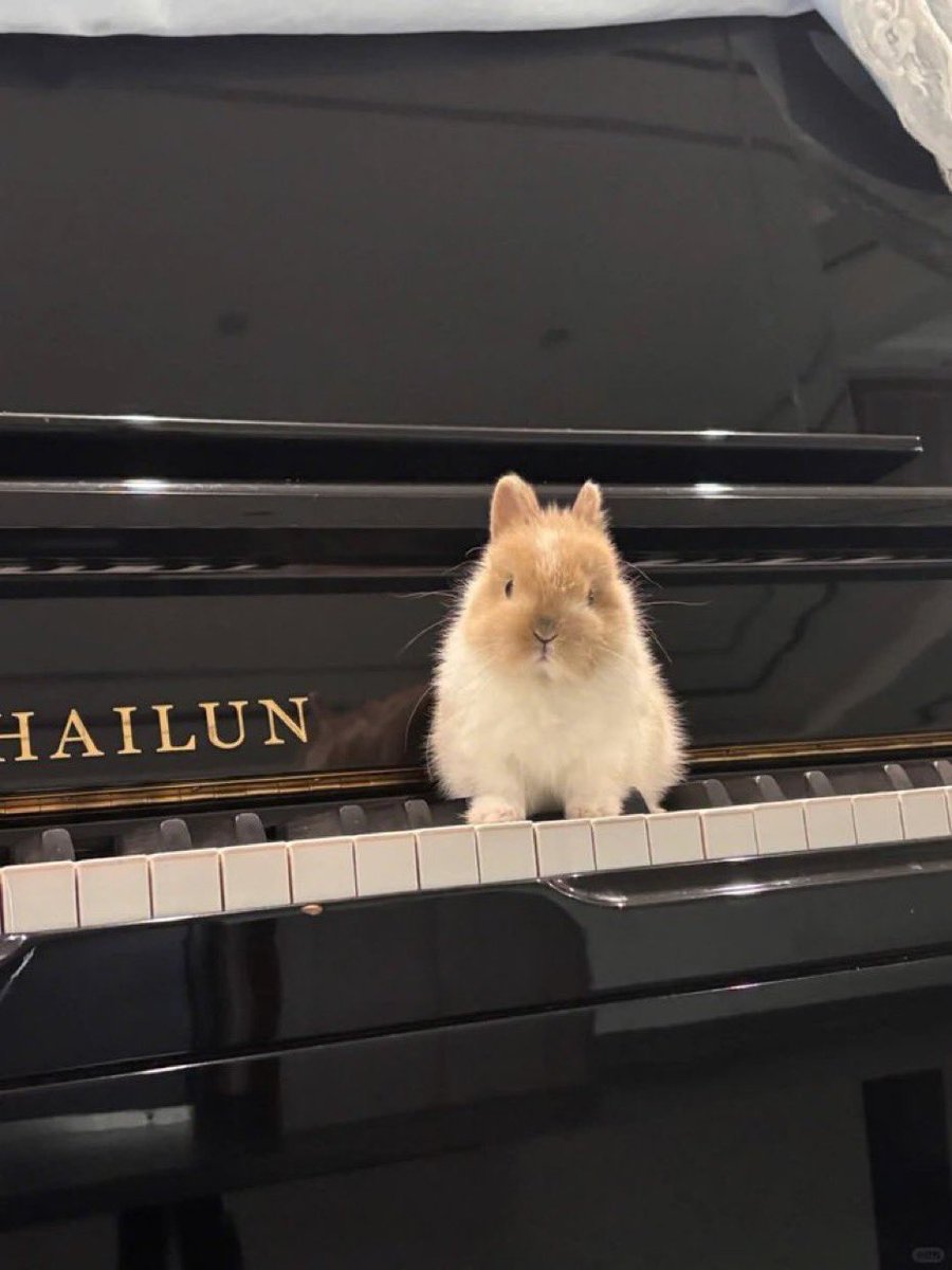 פיצ' 🩷💕 tweet media