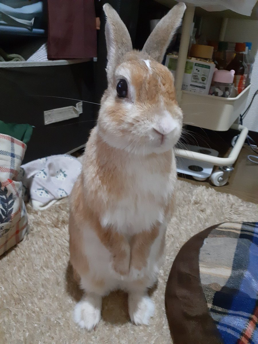 ３年前の柚ﾁｬﾝ。
お部屋汚なくてごめんなさい。
うたっちが可愛い柚ﾁｬﾝです❤️